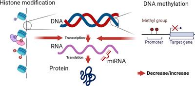 Epigenetics of hypertension as a risk factor for the development of coronary artery disease in type 2 diabetes mellitus